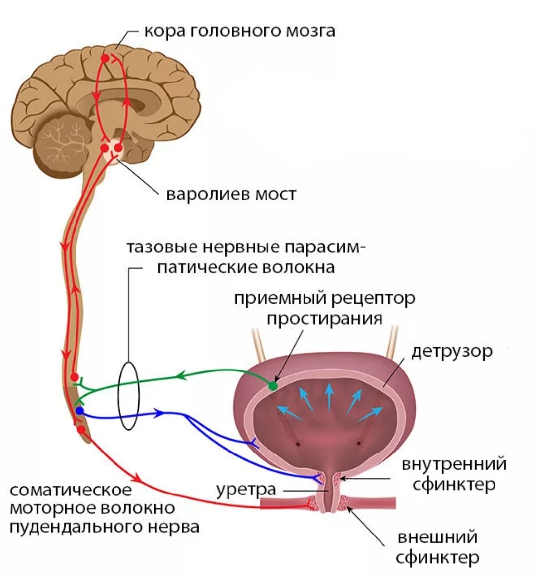 Лечение нейрогенного мочевого пузыря у женщин препараты схема